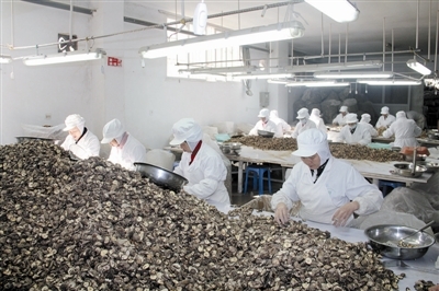 從田間到舌尖 麗水香菇的嚴(yán)選之路與市場機遇